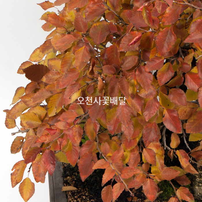 상세이미지