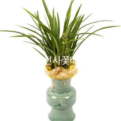 동양란 옥화 청자