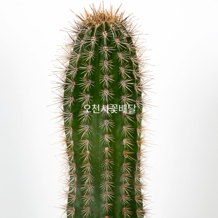 상세이미지