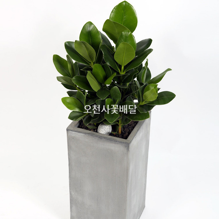 상세이미지