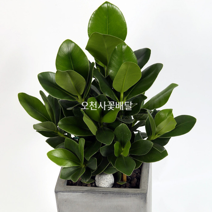 상세이미지