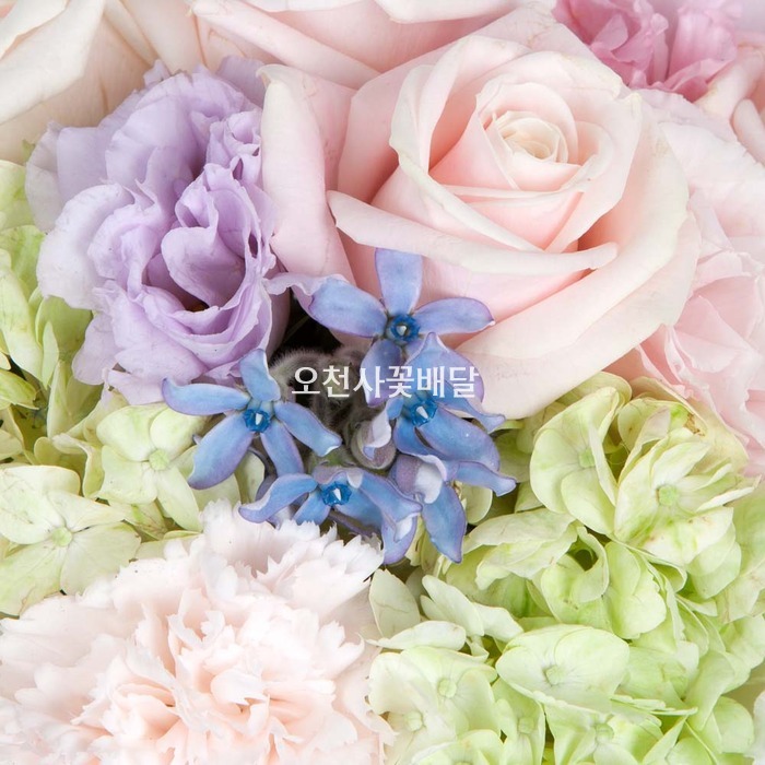 상세이미지