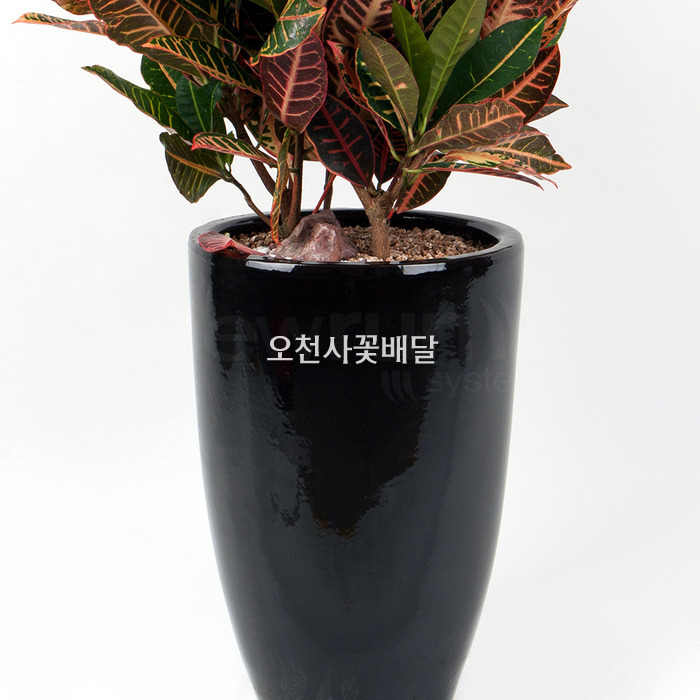 상세이미지