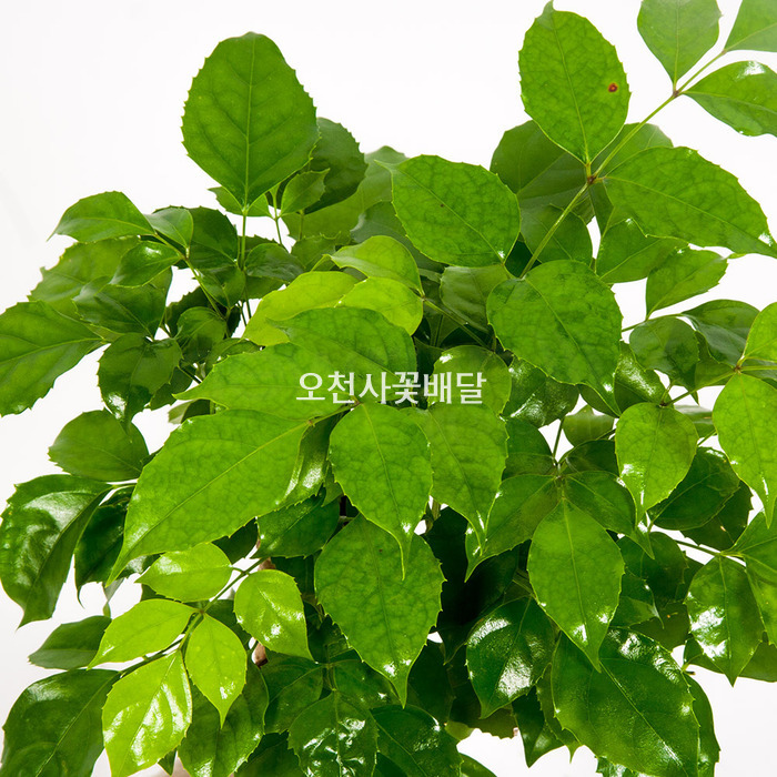 상세이미지