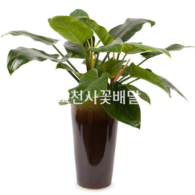 콩고