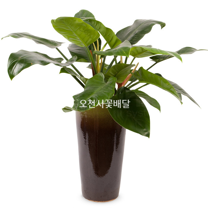 상세이미지