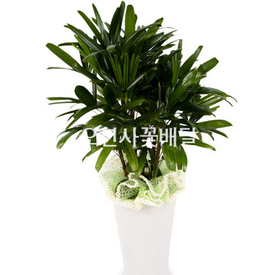 관음죽