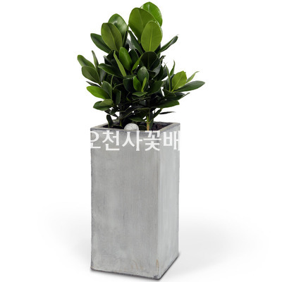 크루시아 대
