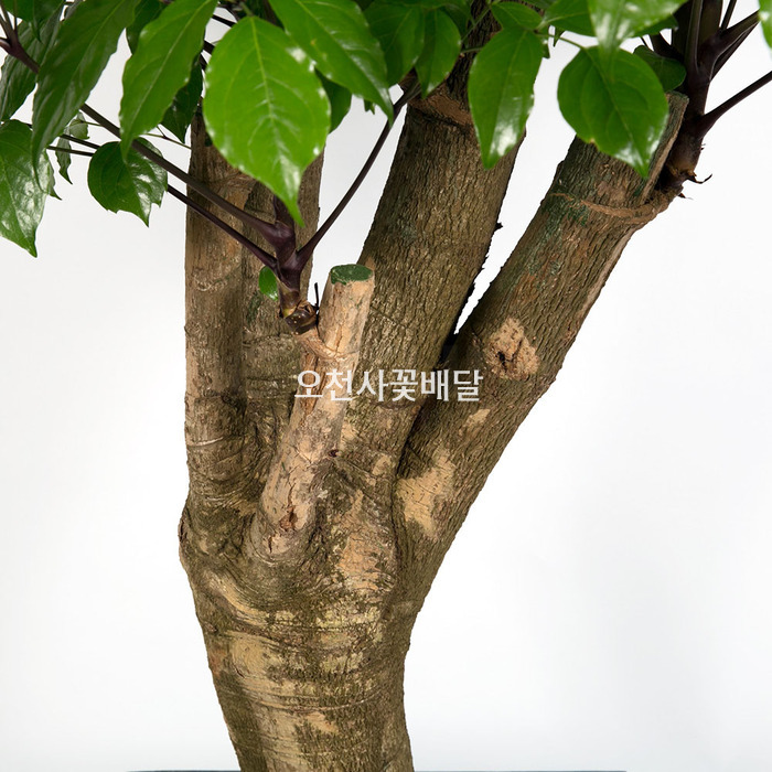 상세이미지