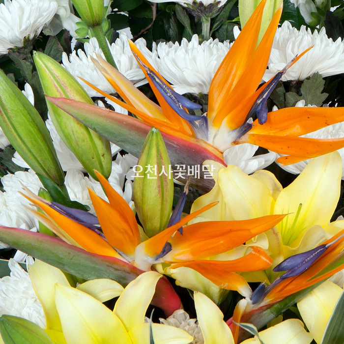 상세이미지