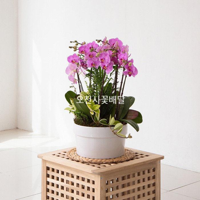상세이미지