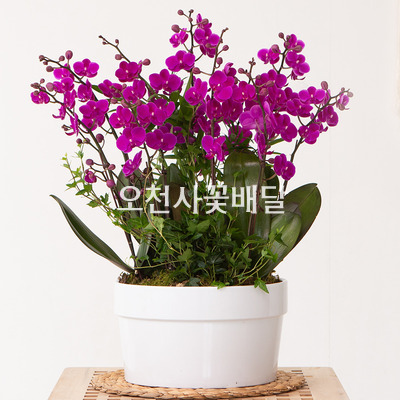 만천홍 L