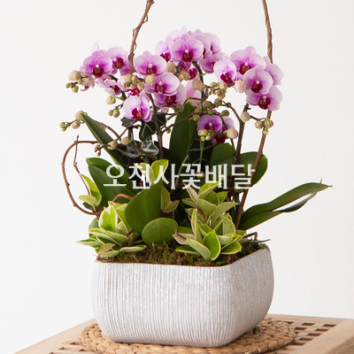 연핑크 호접란 L