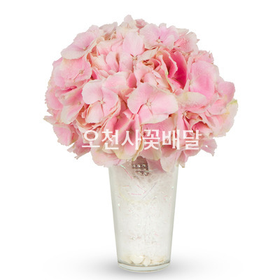 핑크 수국 부케