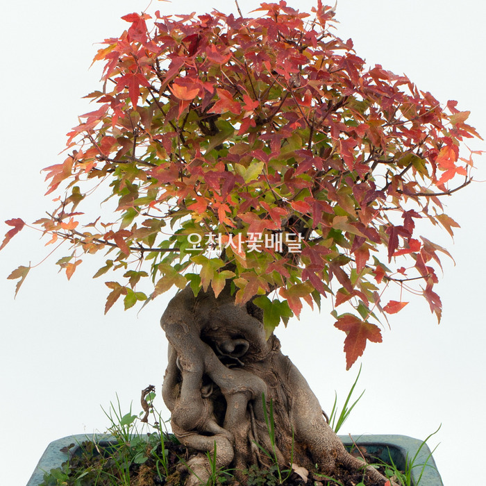 상세이미지