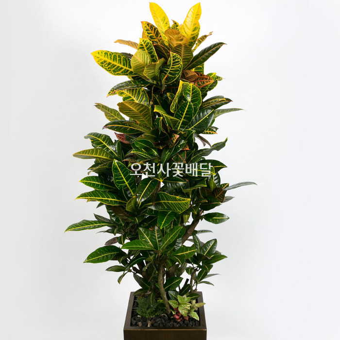 상세이미지