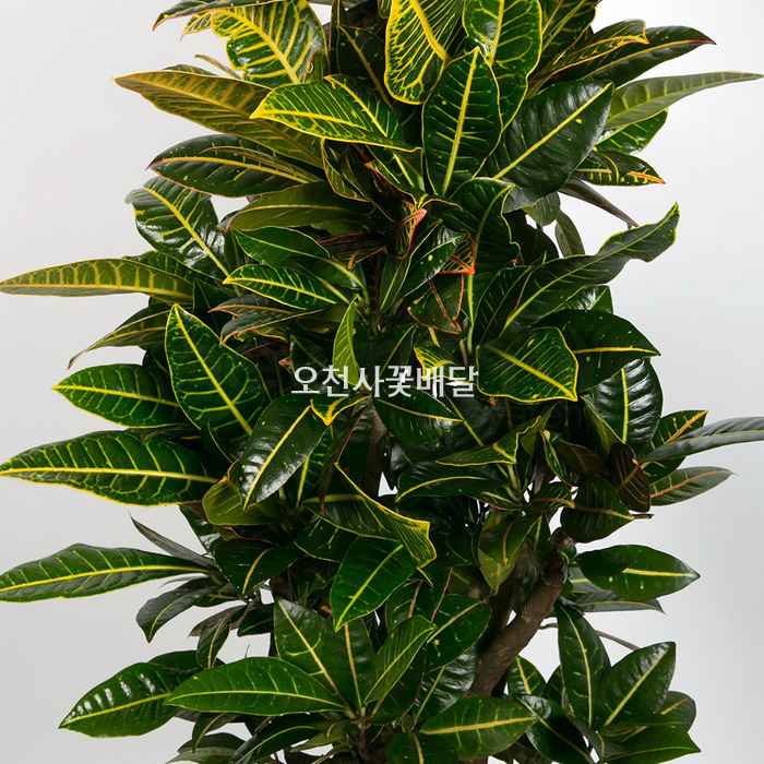 상세이미지