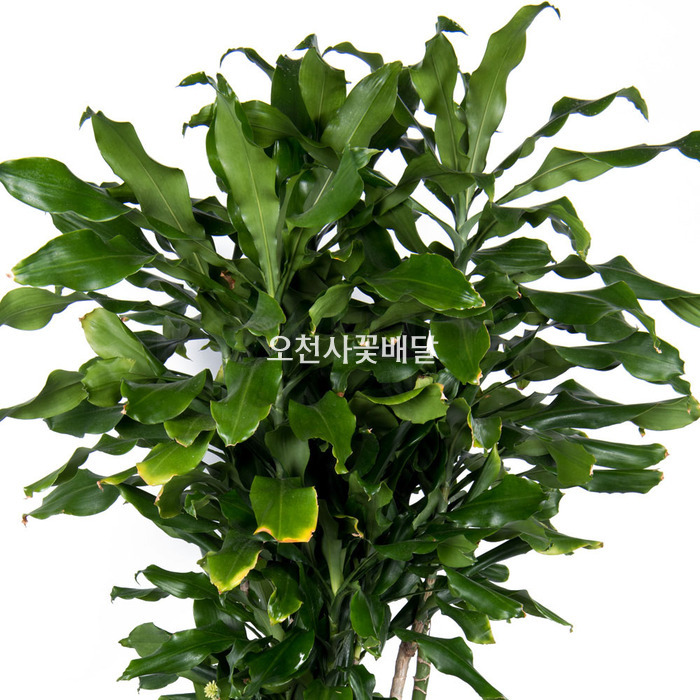 상세이미지