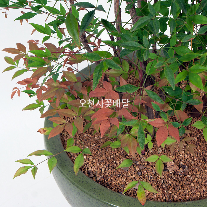 상세이미지