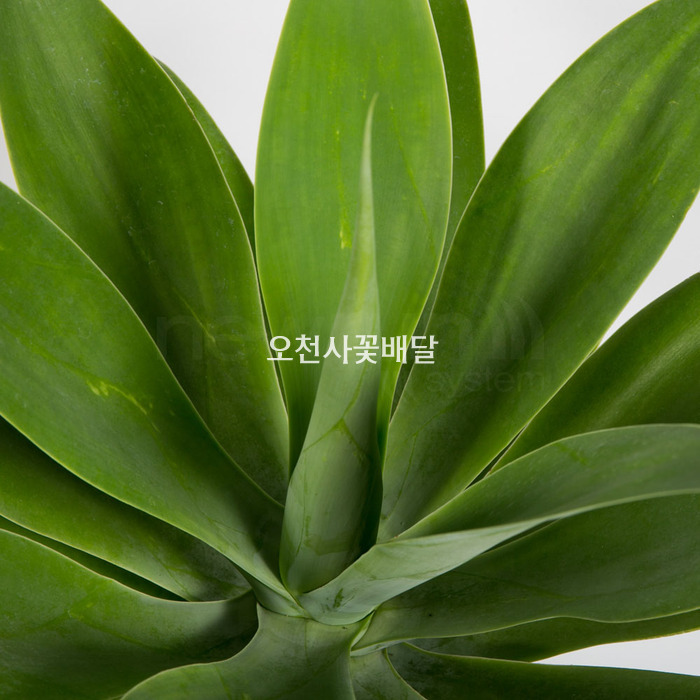 상세이미지