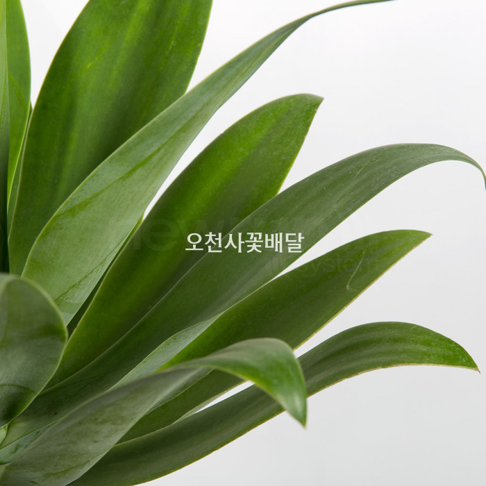 상세이미지