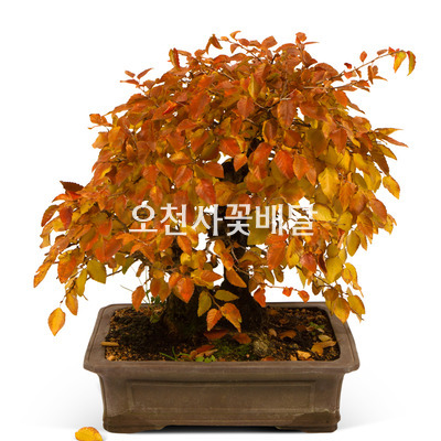 분재3호
