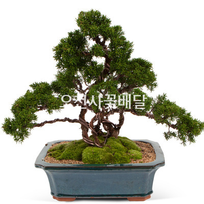 진백1호