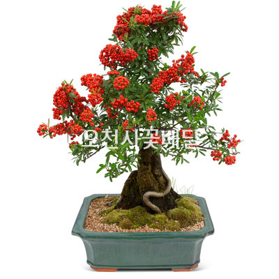 파라칸분재