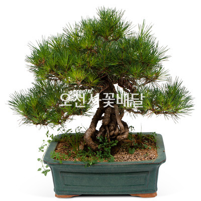 소나무분재