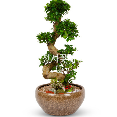 가지마루분재 1호