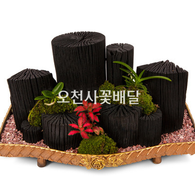 숯분재1호