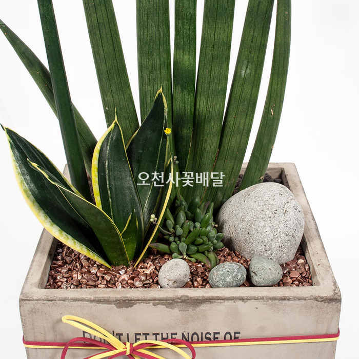 상세이미지