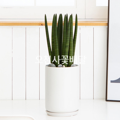 스투키 대형