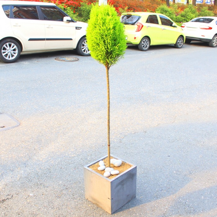 상세이미지