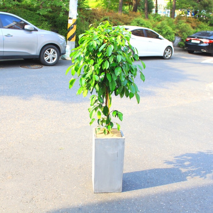 상세이미지