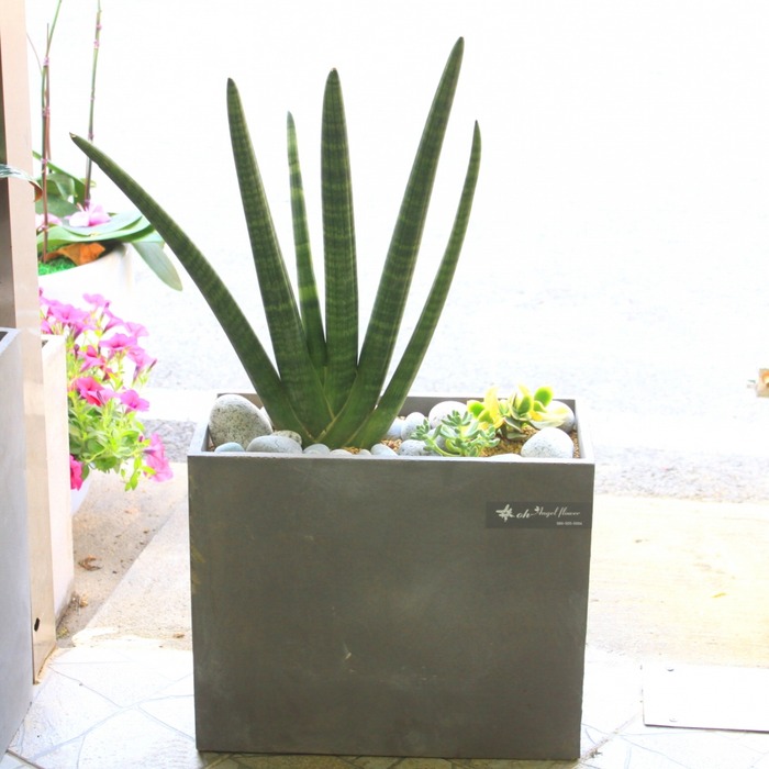 상세이미지