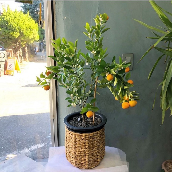 상세이미지