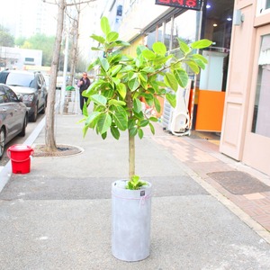 뱅갈고무나무
