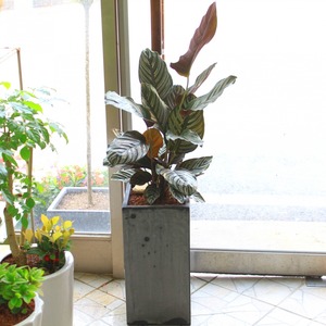 오나타 (분홍줄무늬 칼라데아)