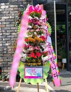 포트식 화환 (대전만 가능)