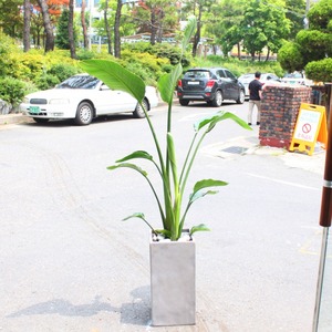 여인초(극락조)